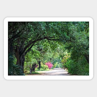 Tropical Zone Pathway Sticker